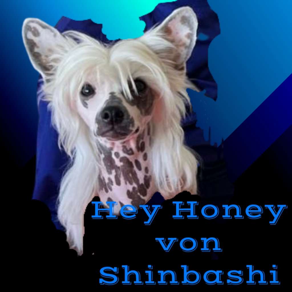 Hey Honey von Shinbashi