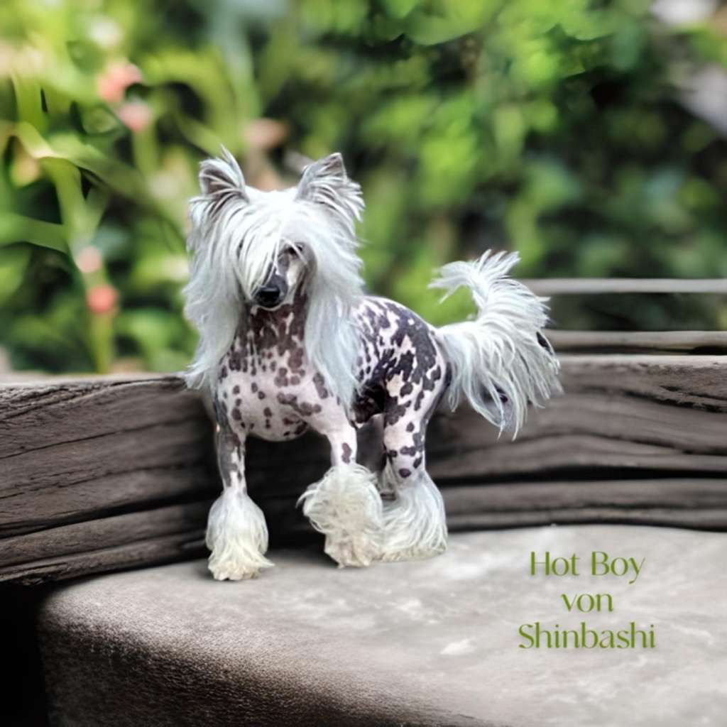 Hot Boy von Shinbashi