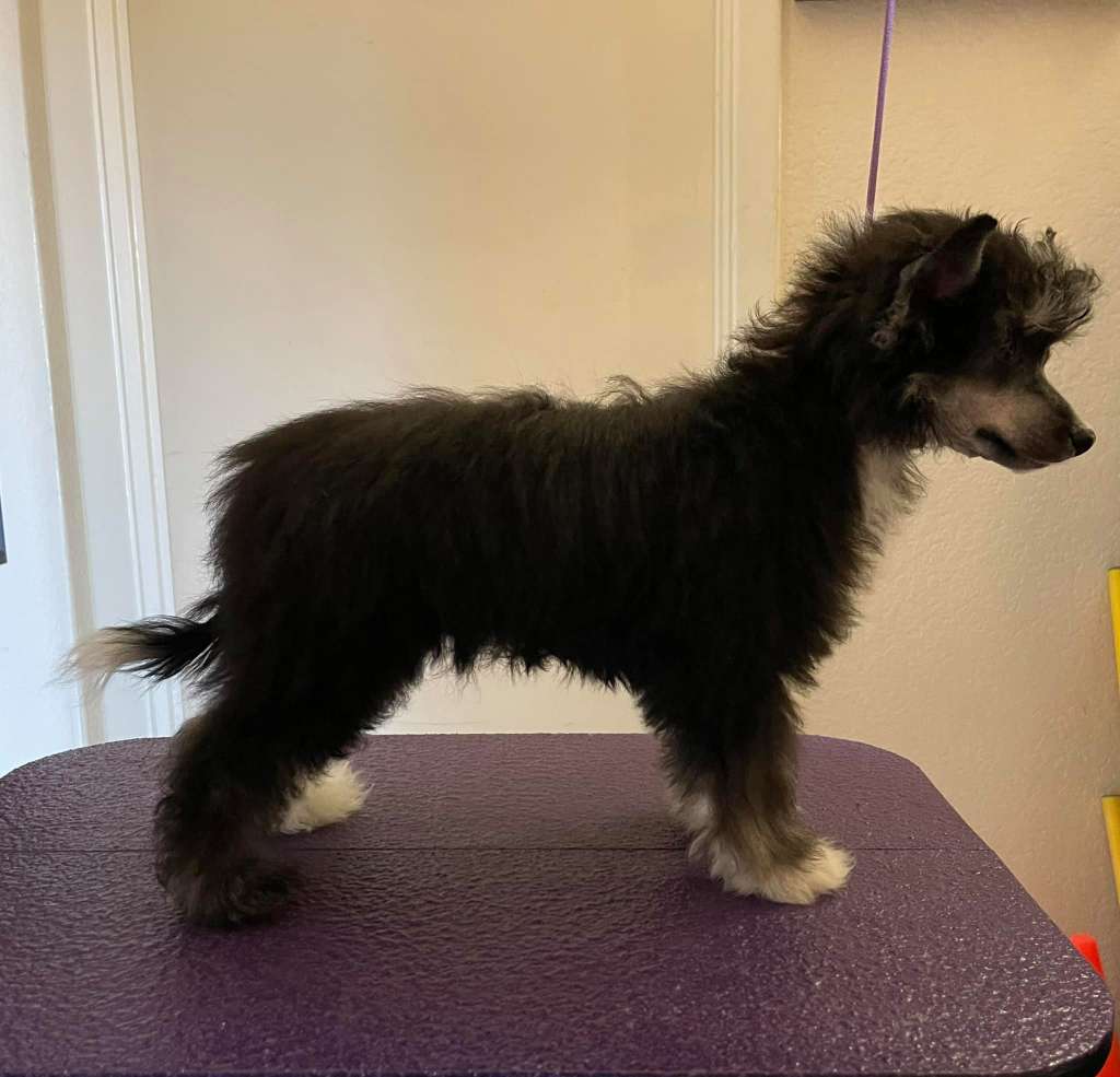 Haus of Envy The Prospector