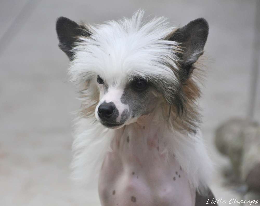 Switch Little Champs