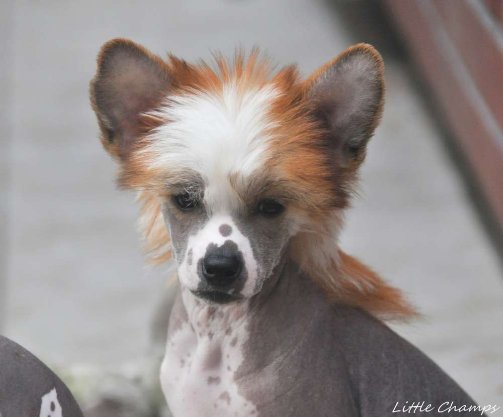 Sex-appeal Little Champs