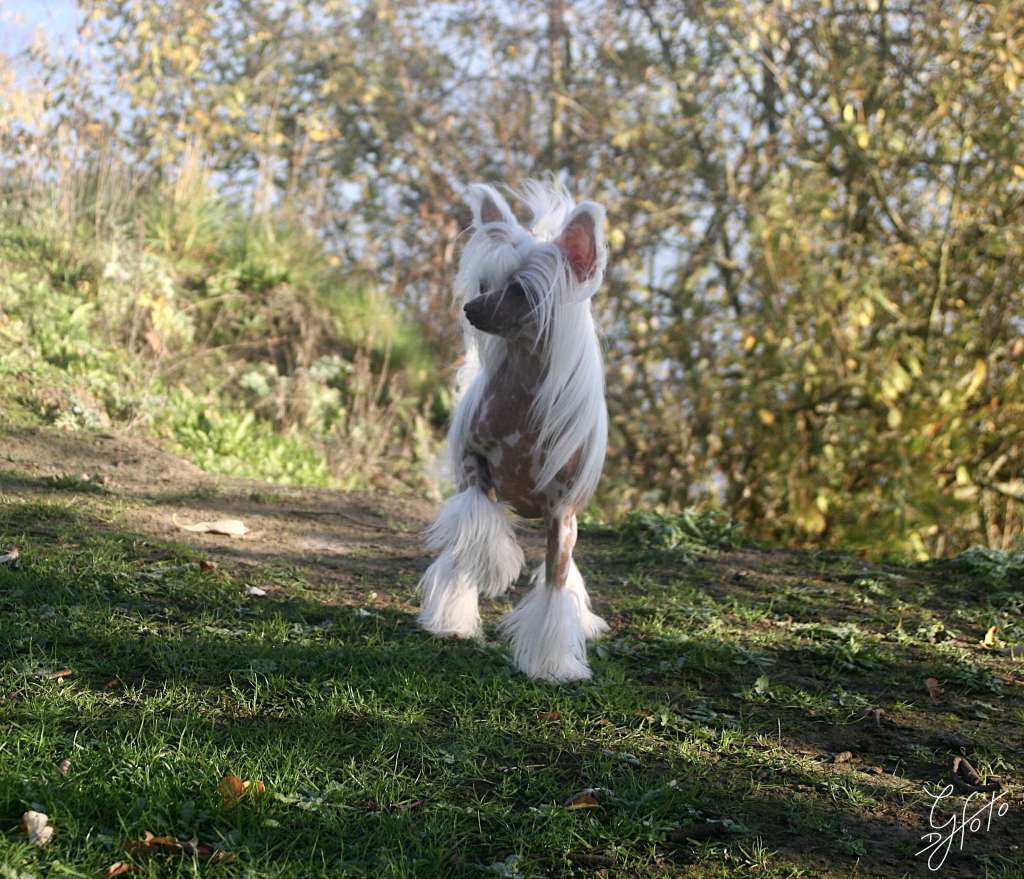 Edcullen's Glade Jiggy Piggy