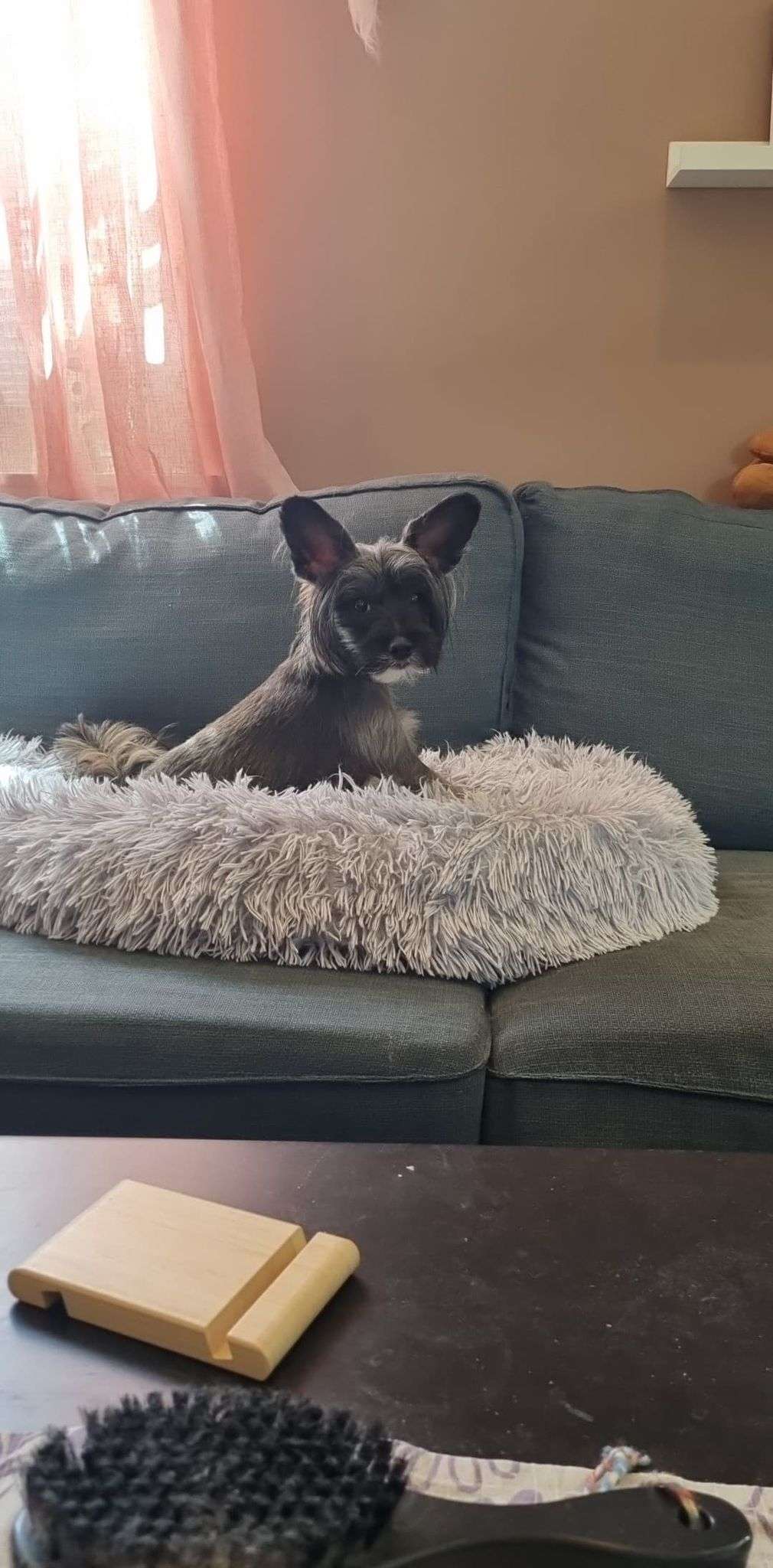 Curlycrest's Have You Seen My Baby