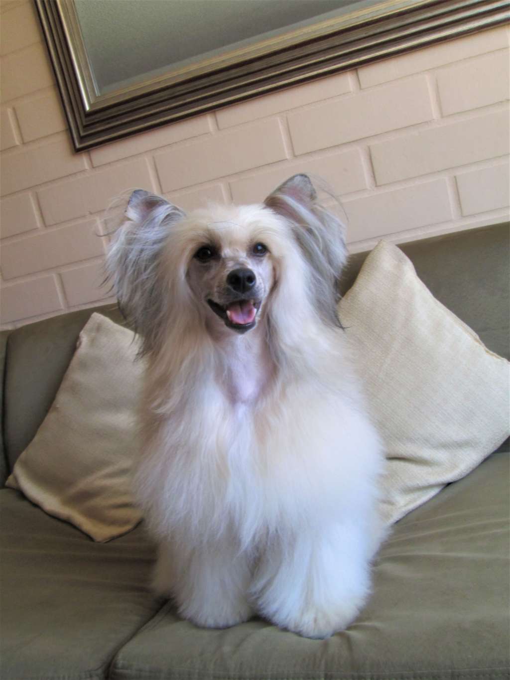 bilttom volkien vitas