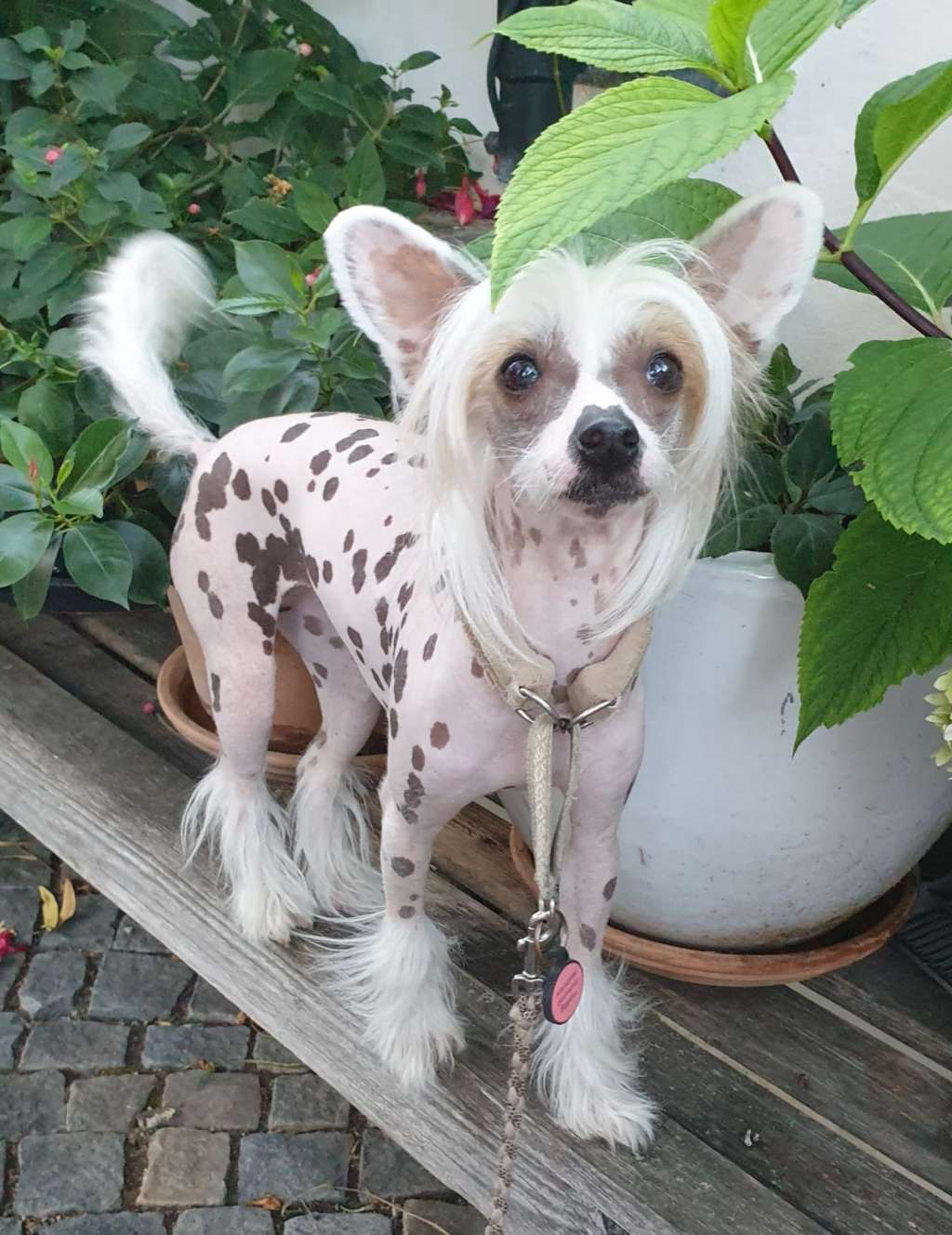 Beppina Mia Vita Felicita