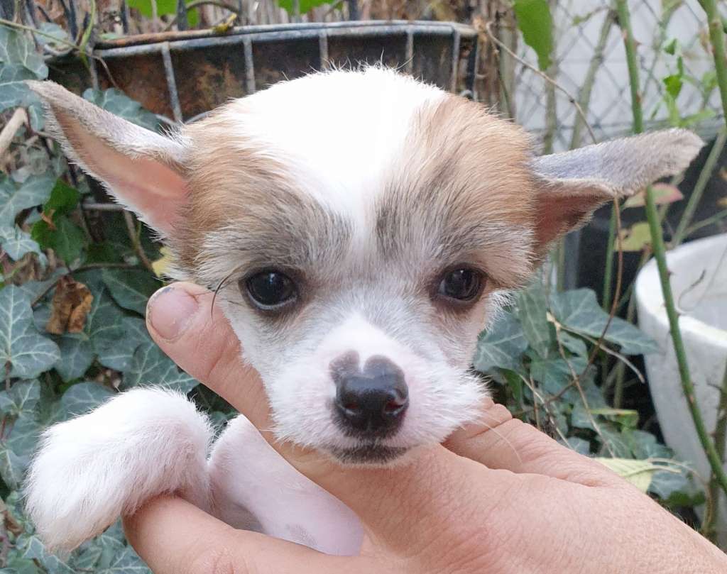 Dea Daria Mia Vita Felicita