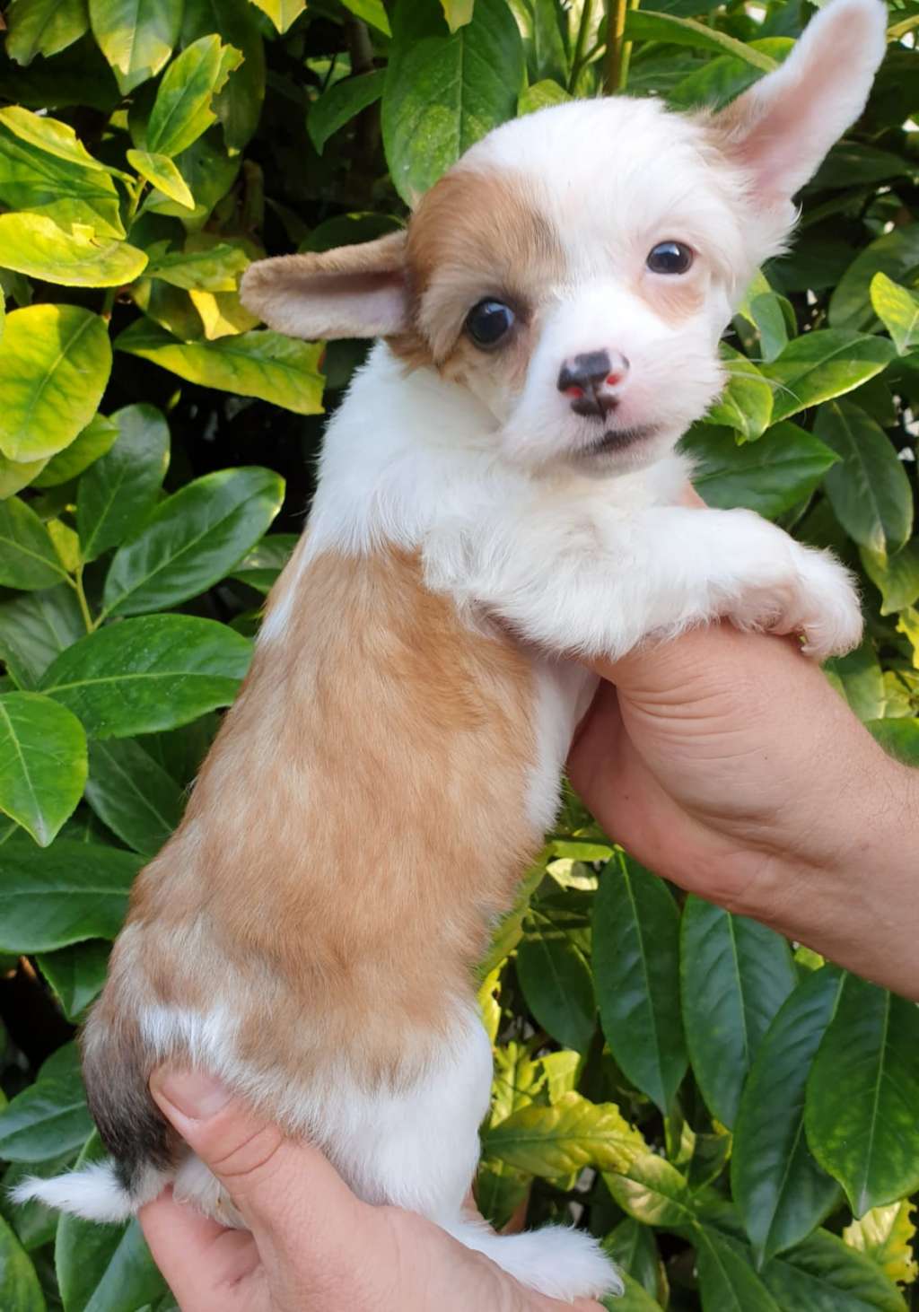 Dilara Mia Vita Felicita