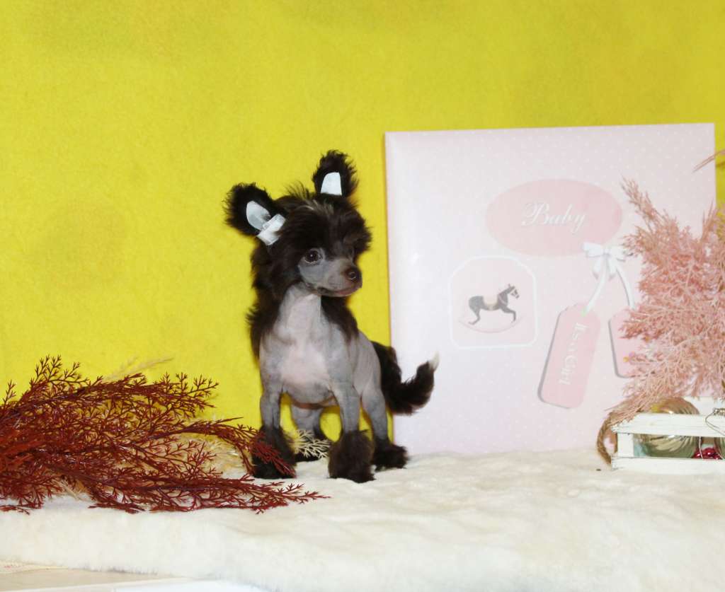 Charuyuschiy Soblazn Vi-va Victoria