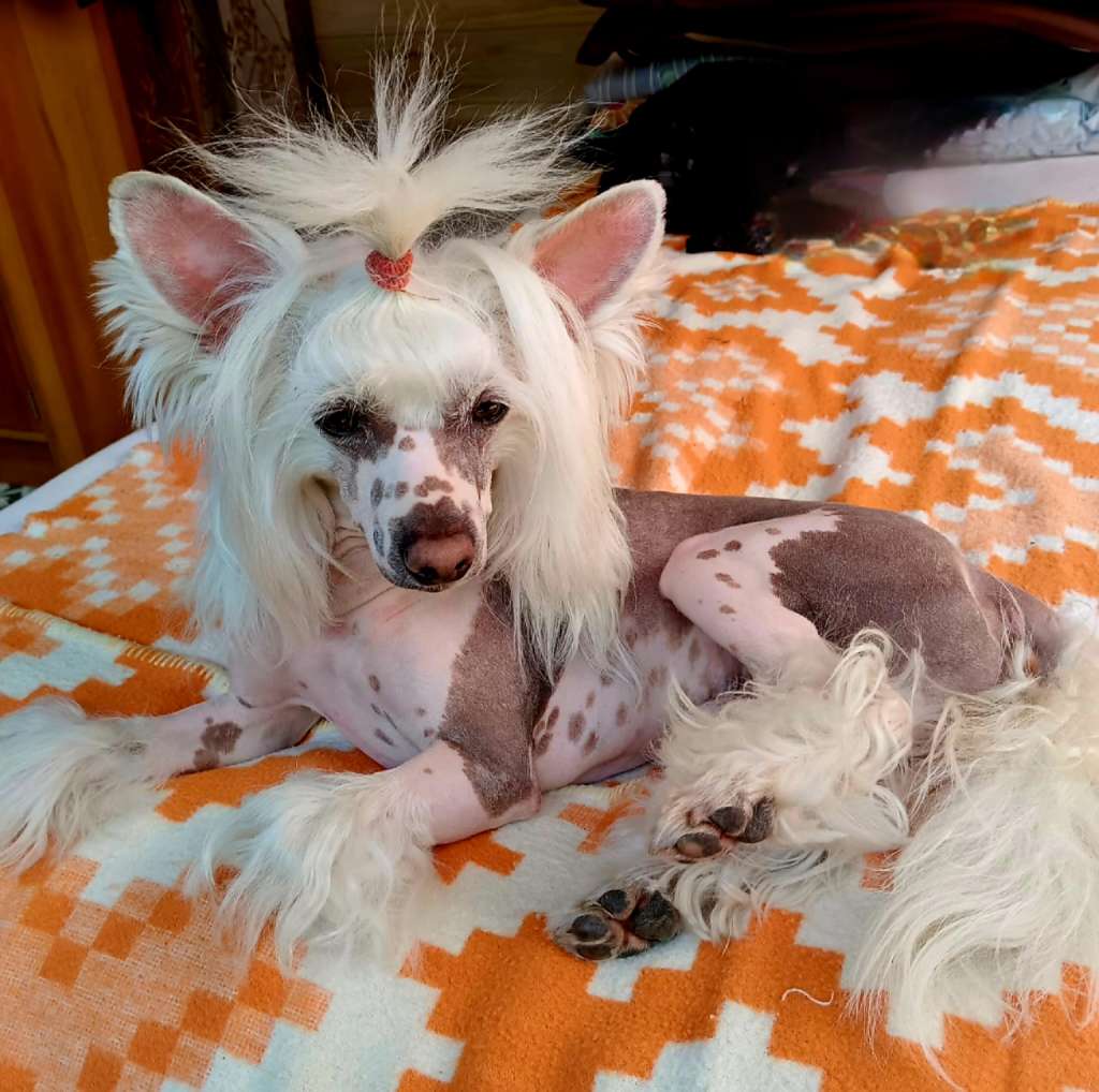 Charlay Chiffon z Jaromerskeho panství