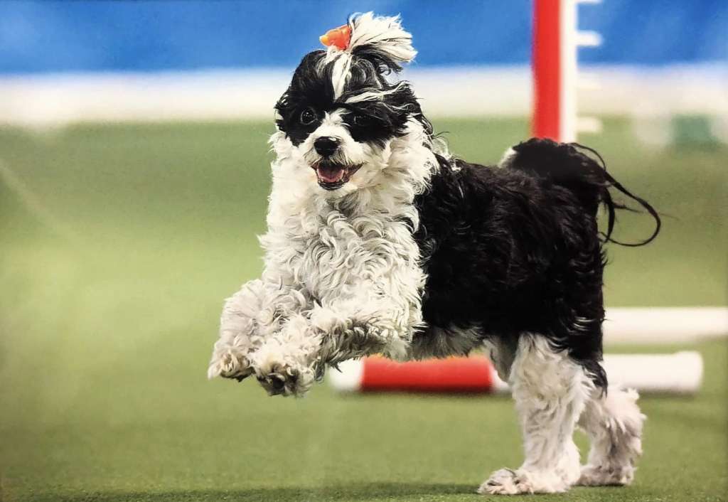 Hi-Life's Sirius Dazzleberry Pie