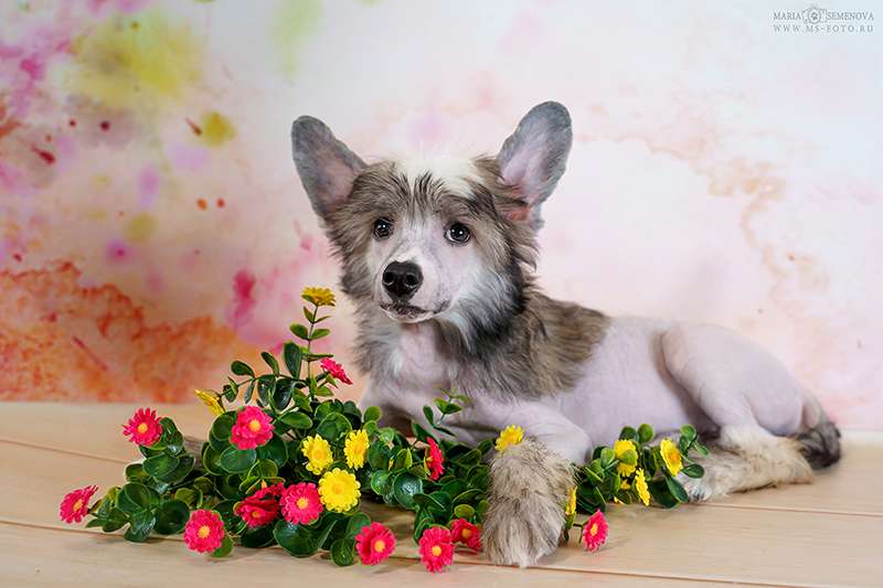 Grand Passage Gercules