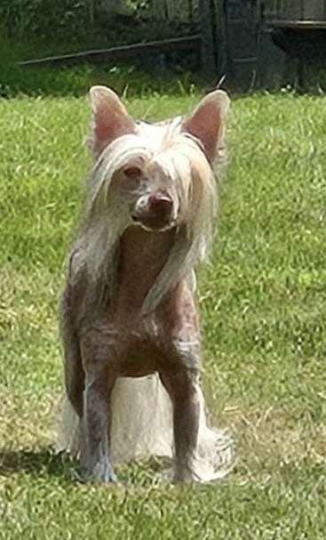 Tri-Lovins Rio Chai Latte at Twilght