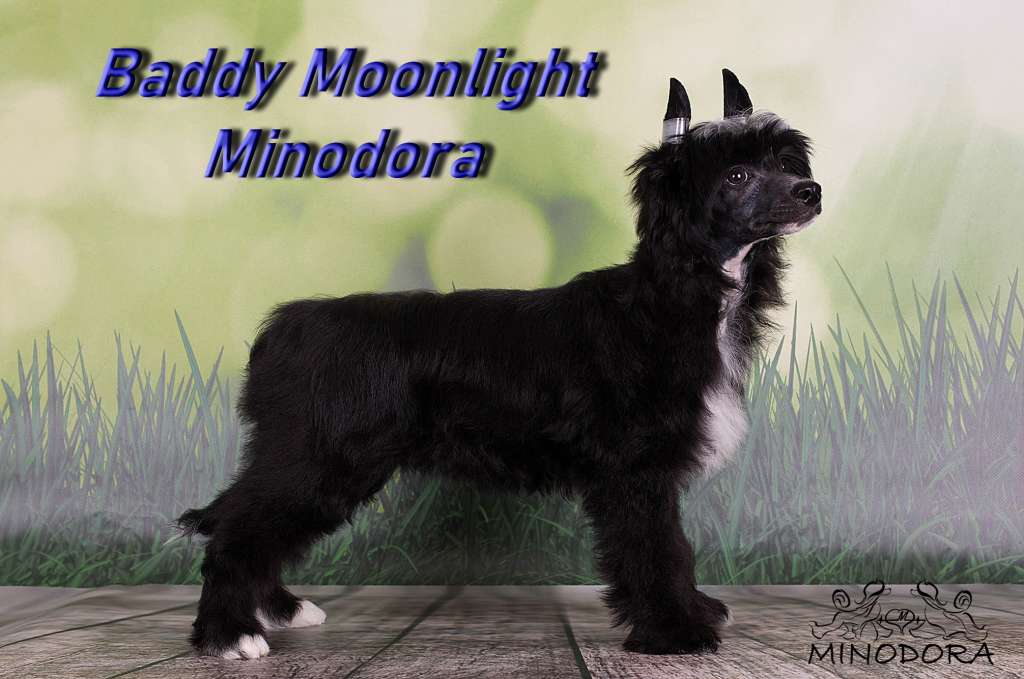 Baddy Moonlight Minodora