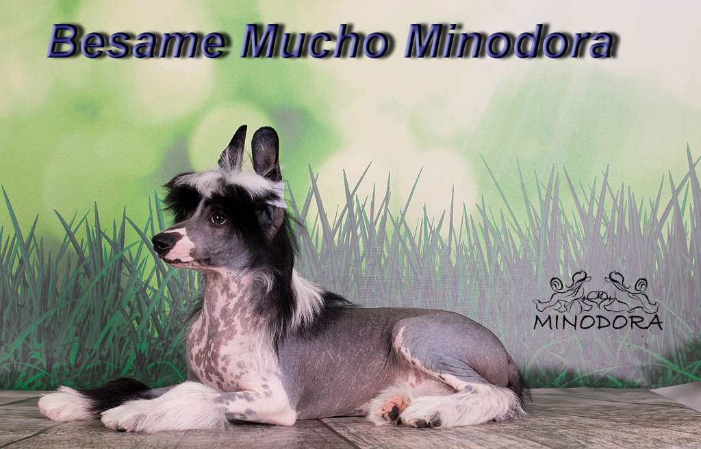 Besame Mucho Minodora