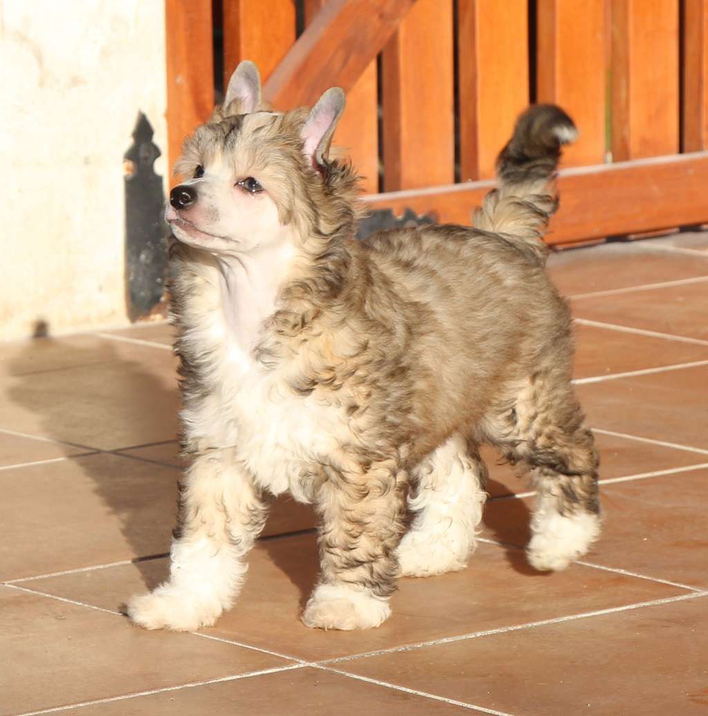 Bear of forest de Almamasan