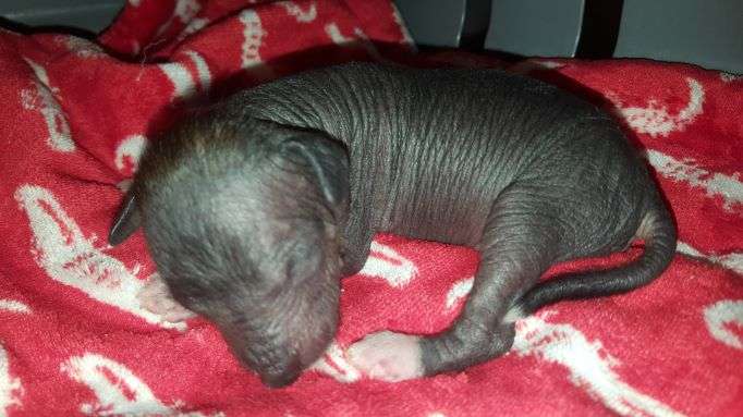 Andrakebyn's Heimdall Gatekeeper