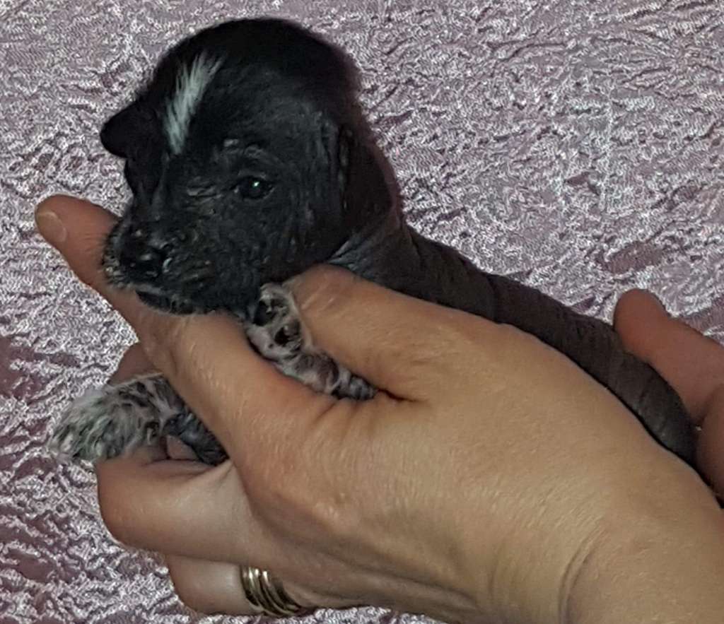 Andrakebyn's Hrimhari Wolf Prince