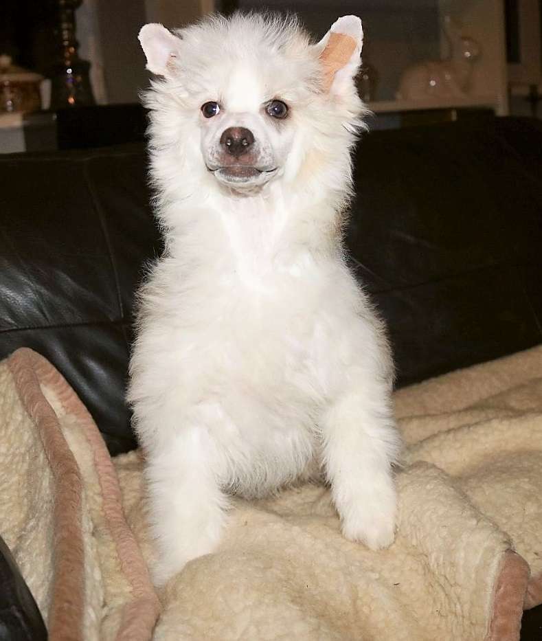 Be My Dog's Enter Sandman