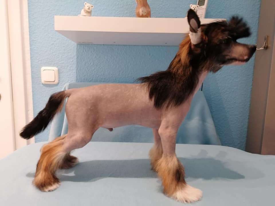 Lionell Gintaro Magija