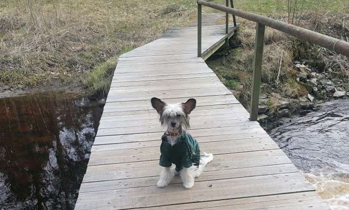 Kraspamir Harley's Rider