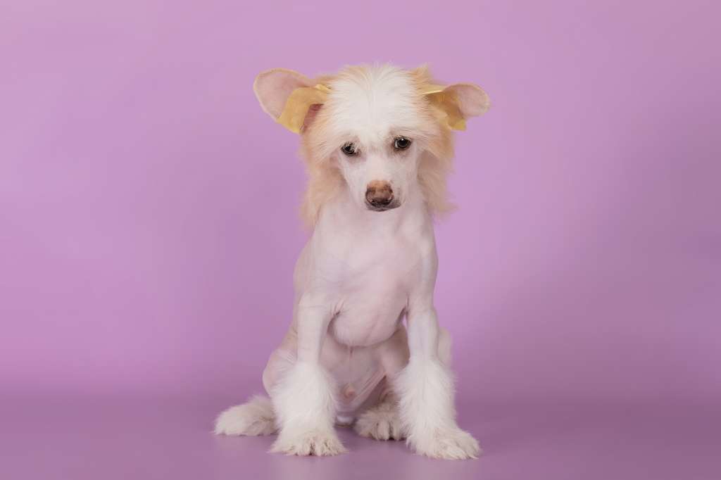 Kraspamir Hijo De La Luna