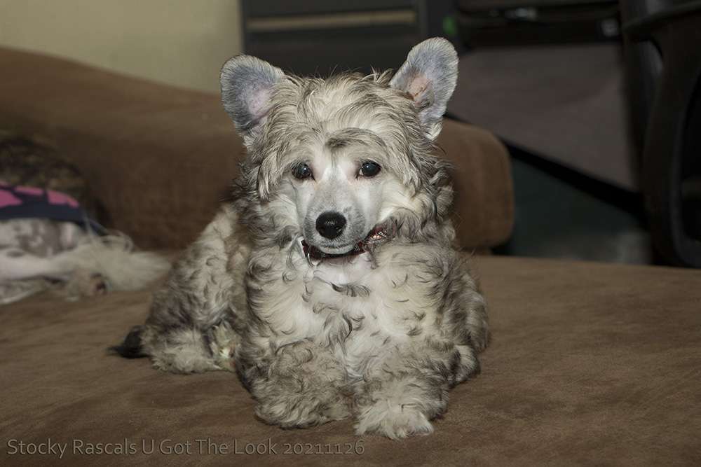 Stocky Rascals U Got The Look