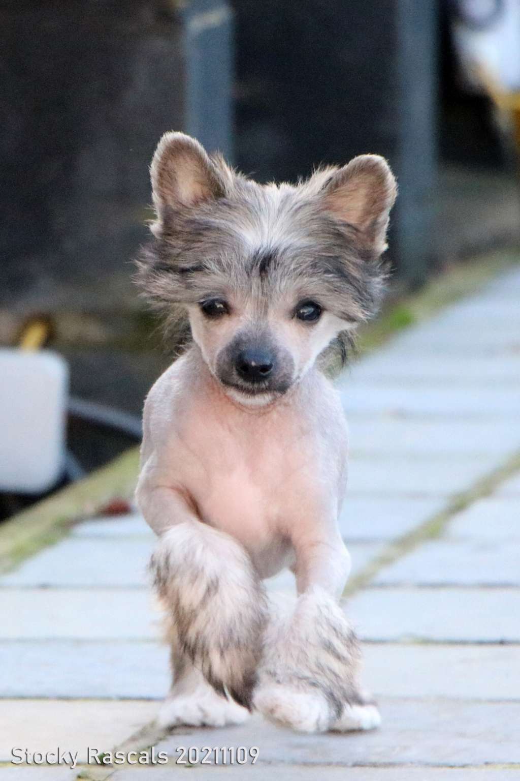 Stocky Rascals Un Poco Loco