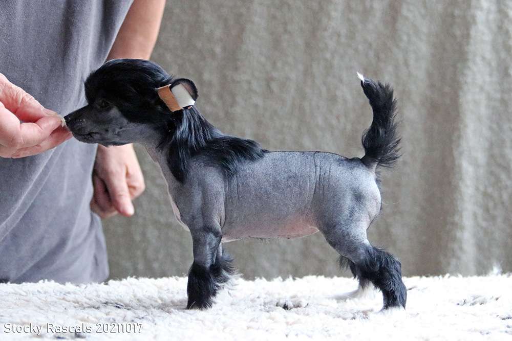 Stocky Rascals UR Polly Pocket