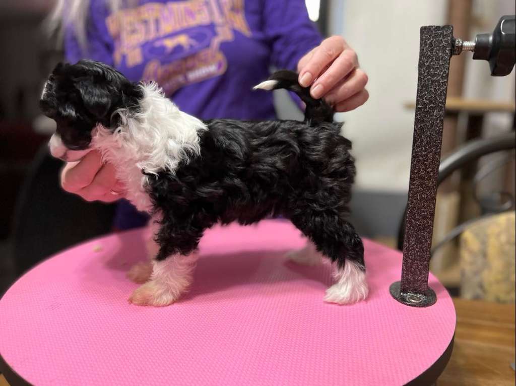 Gardine All That Glitters