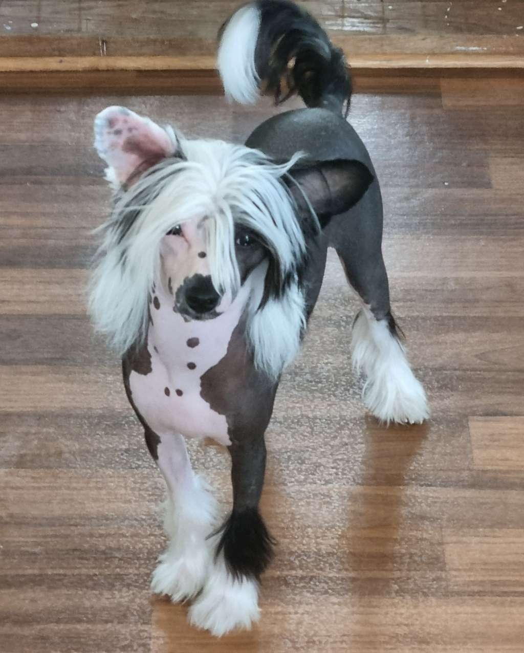 Epadalens Hard As A Rock