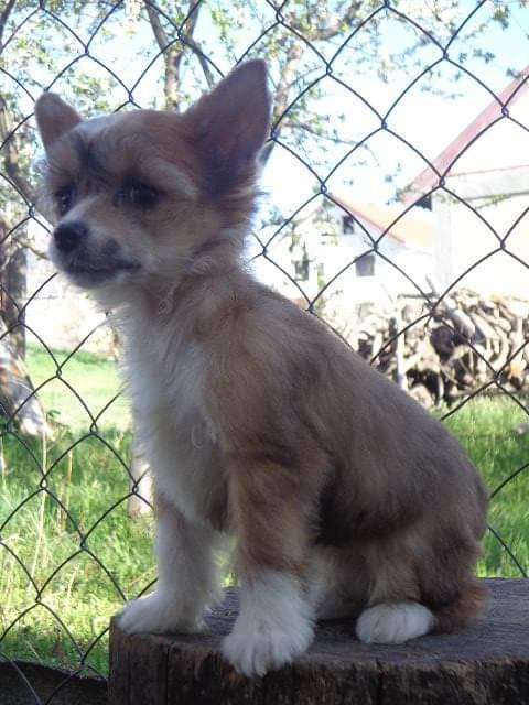 Sweet Dream Dneprovskoye Solntse