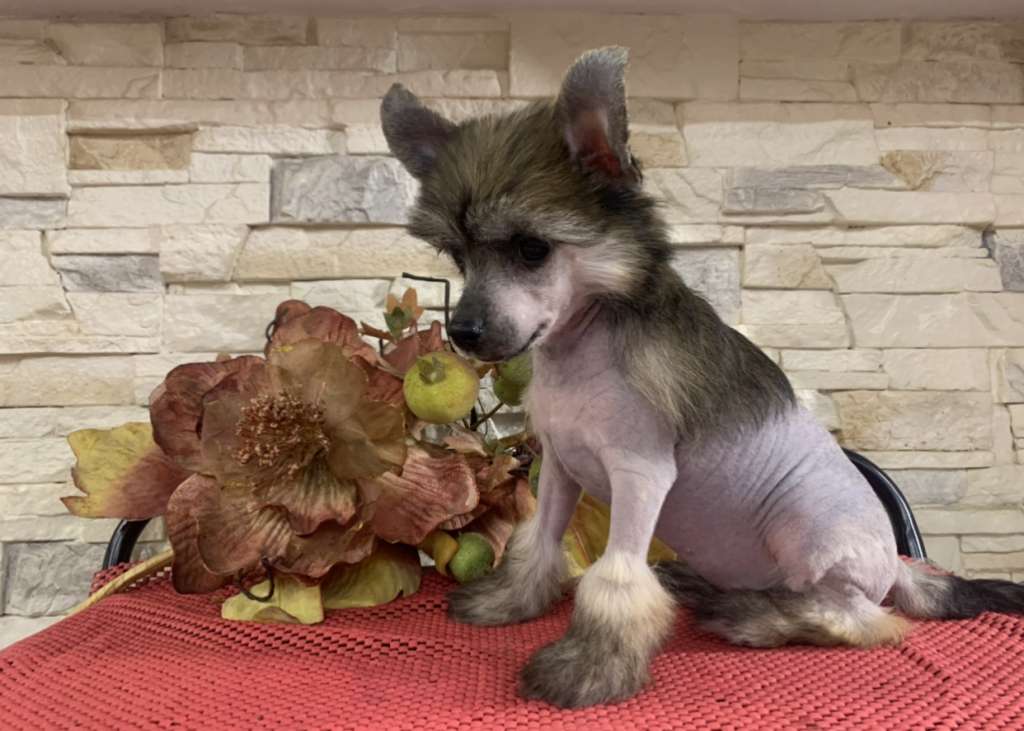 Daenerys Natalexx Life