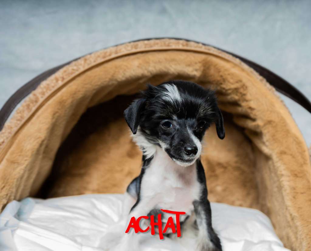 Achat von der Luisenwieke