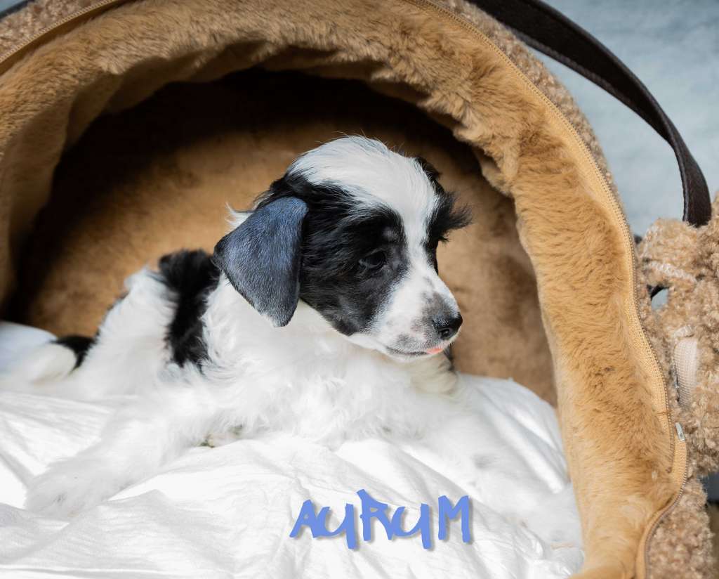 Aurum von der Luisenwieke