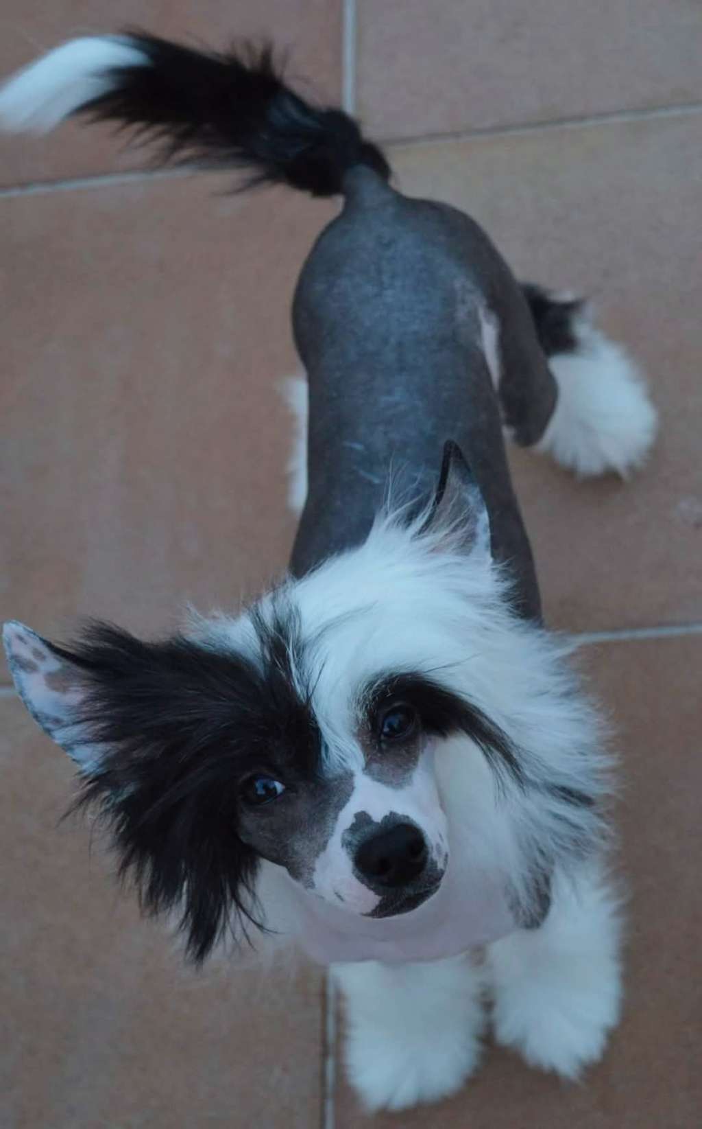 JCH.Magnus Staff Jason Derulo