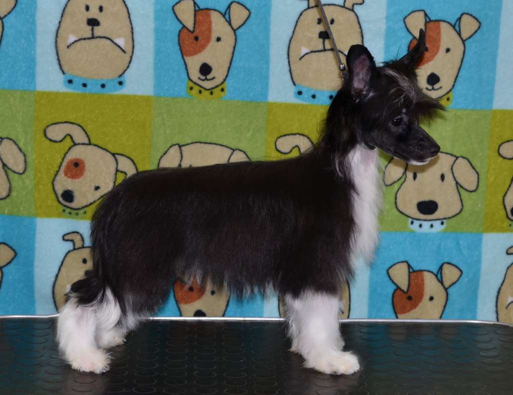 Magic of Success Dolchedonna