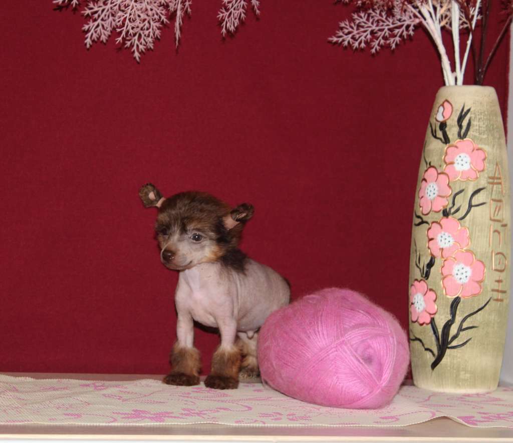 Charuyuschiy Soblazn Valentin Royal luxury