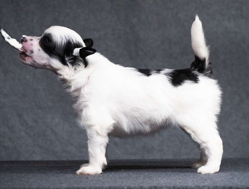 Royal Winter Hypnotizing Queen