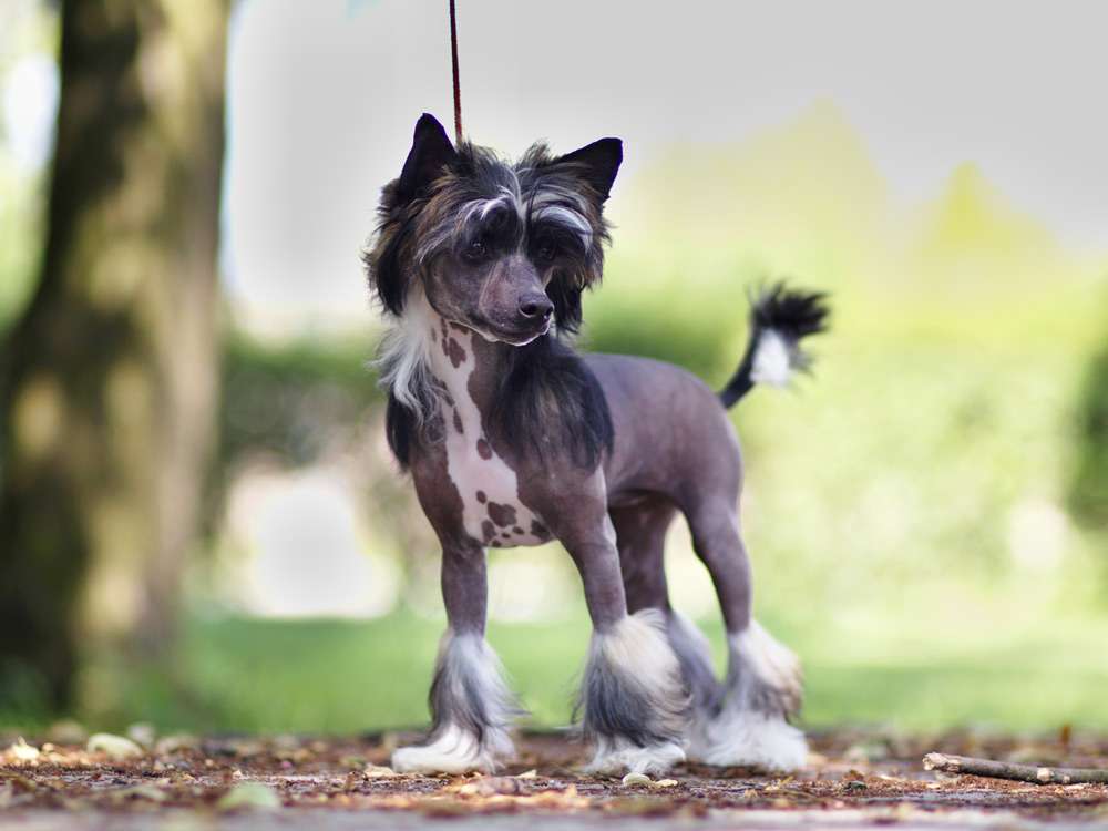 Rayah z Pulnocního dvora