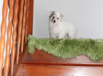 ICE Man Heritage of Han