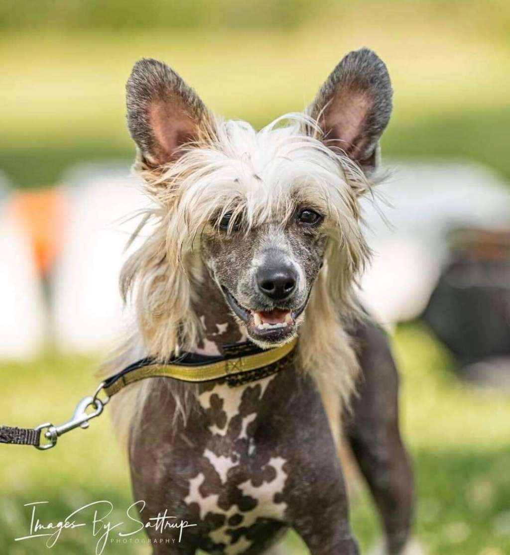 Chocolate So Close To Blue