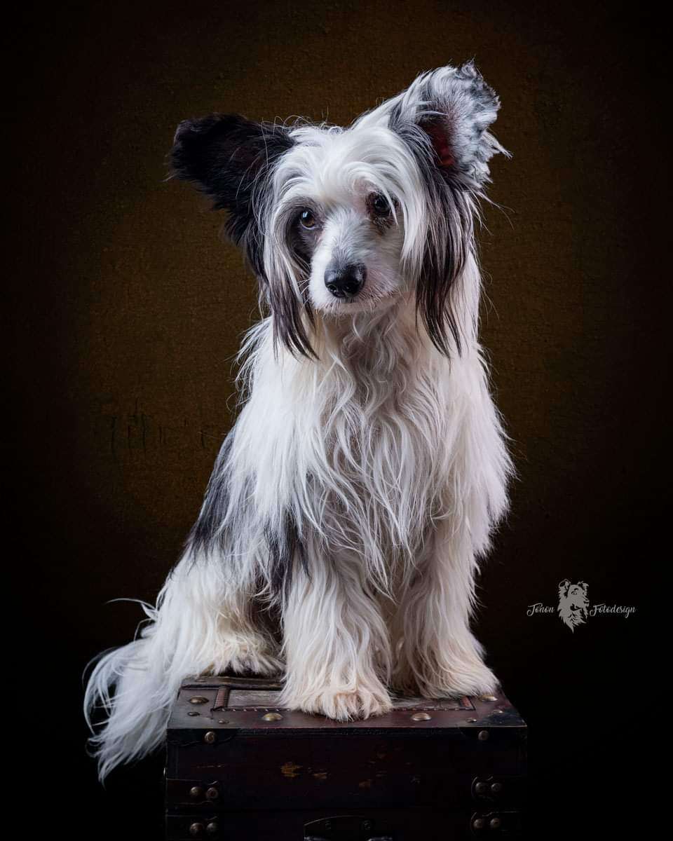 Crazy Cresteds Jackpot Freadoc