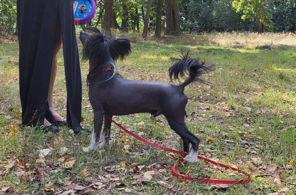 Magic of Success Ultimatum