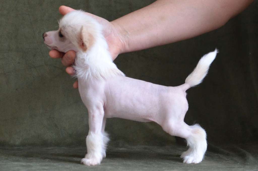 Magic of Success Undine