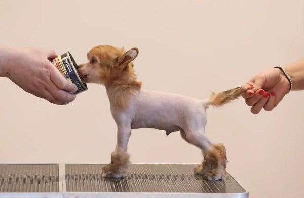 Rolana Family Optimus Prime