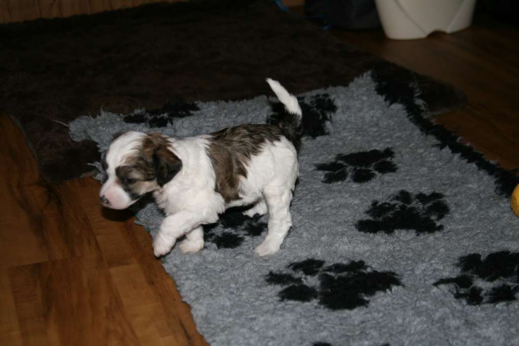 Aragon Beauty of the Eleven Springs