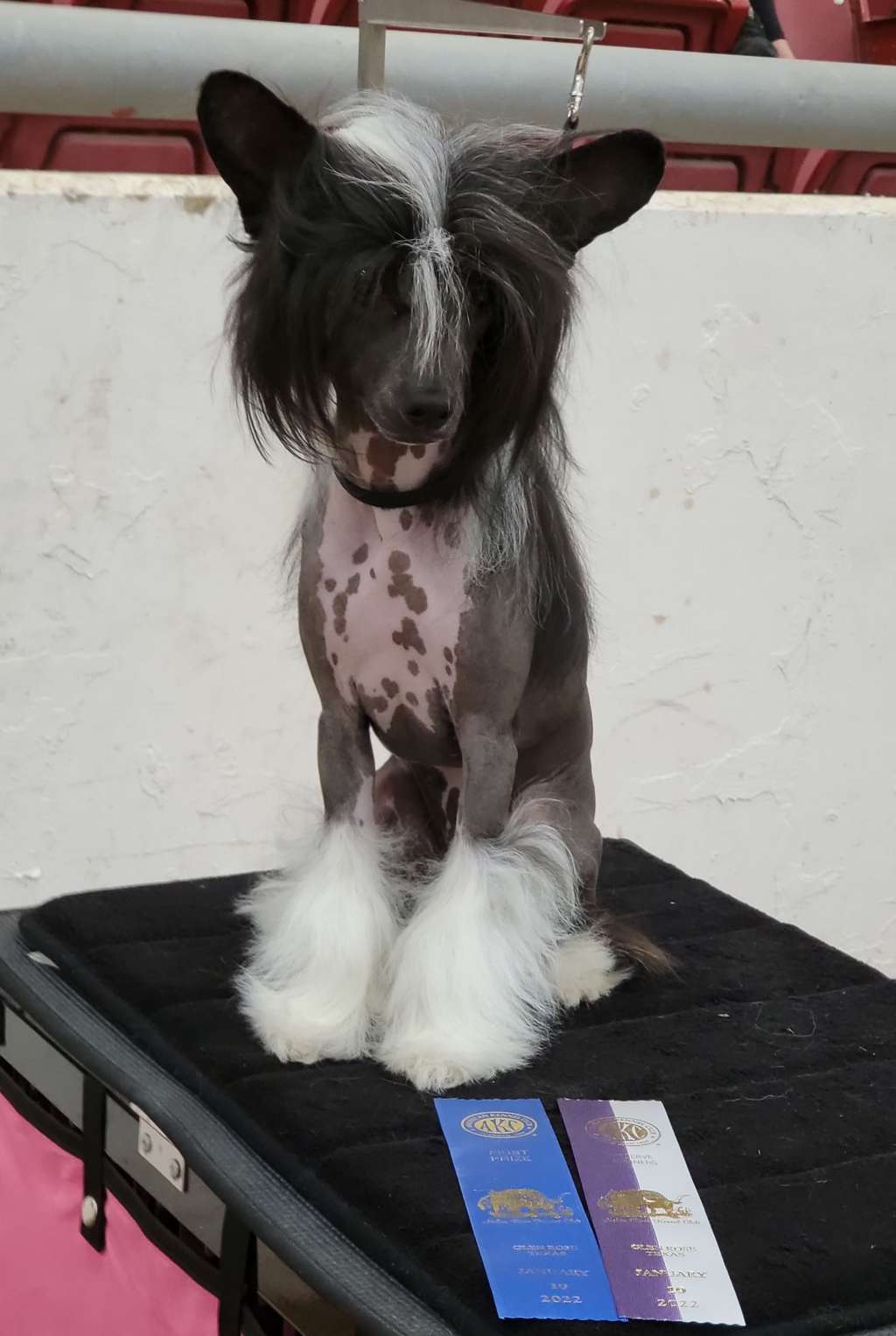 Carrera's Made You Look Again