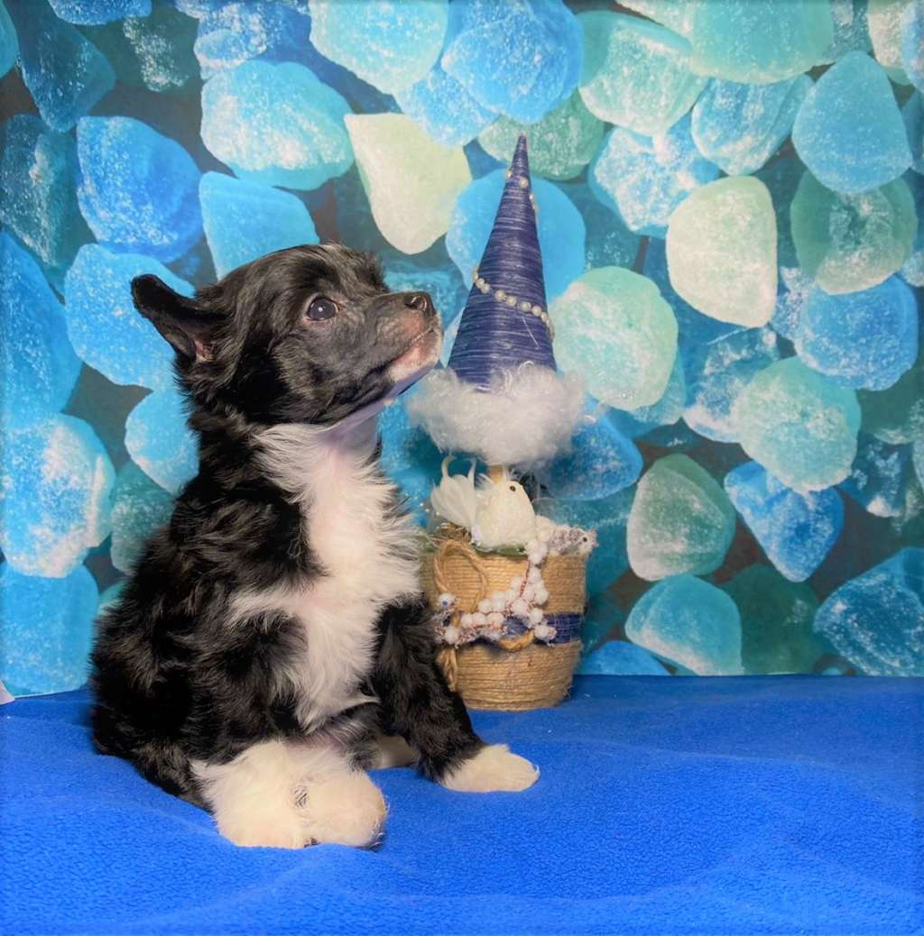 Charuyuschiy Soblazn Gloris Little Bee