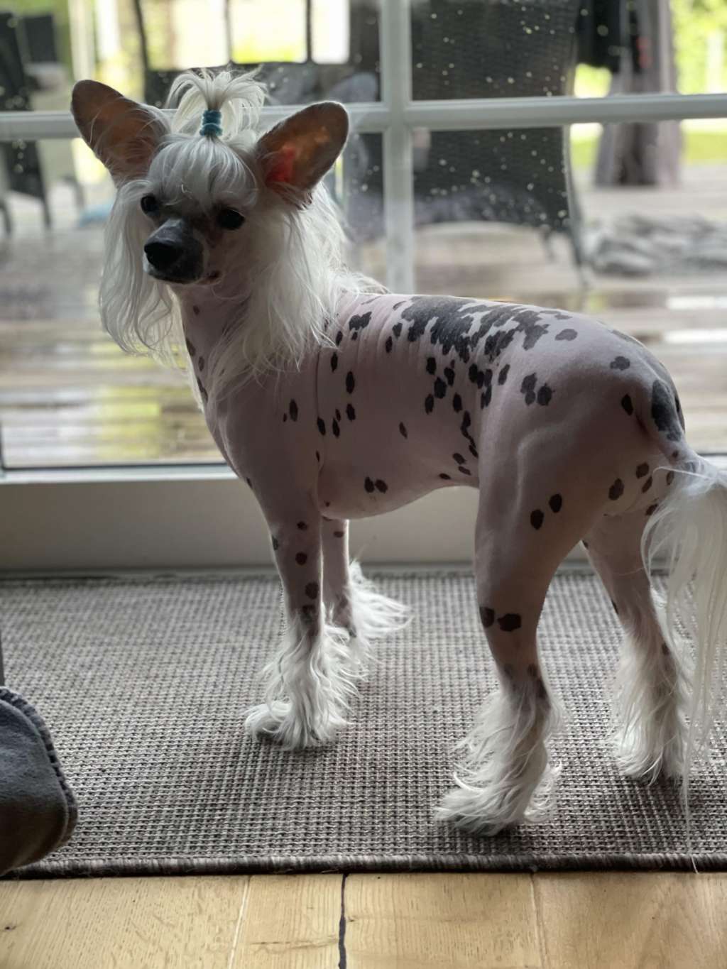 MhaLhi's Never Give Up