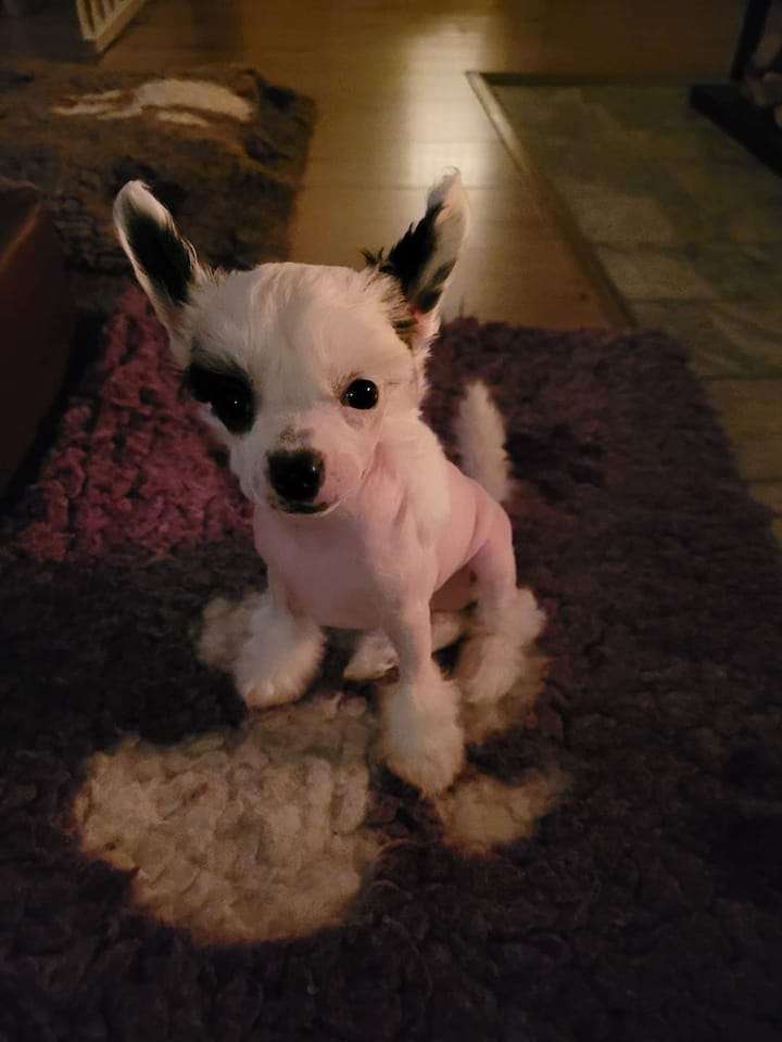 MhaLhi's Never Let You Down